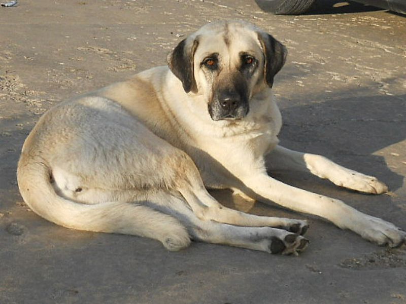 anatolian shepherd livestock guardian dogs