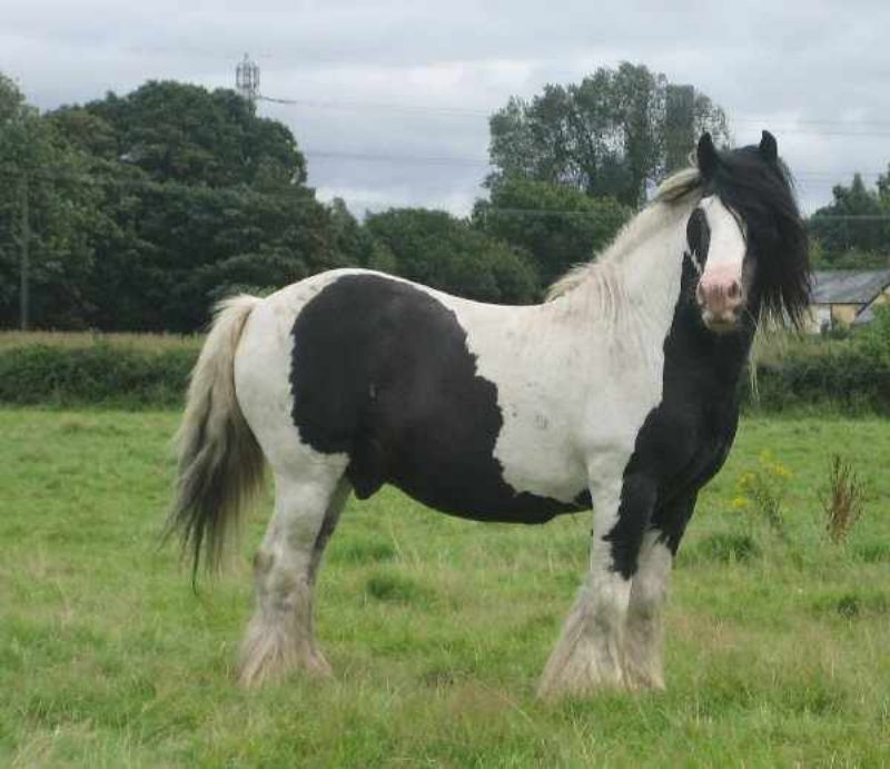 This is Majestic's Dad, The Old  Horse of Wales