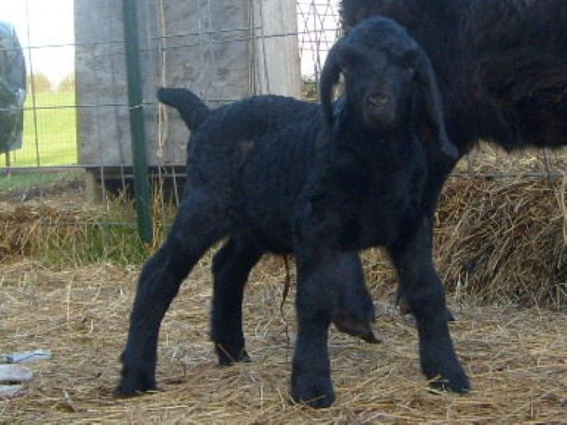 Mojo- out of Natasha and Black as Coal