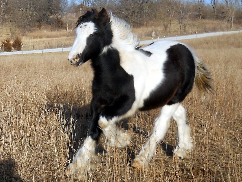 Presenting Talisman, born August 1,2011