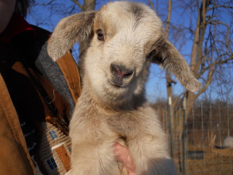 New Baby girl availableCream Puff-.see the nigerian dwarf goats for sale page....