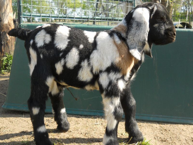 One day old baby buckling, Abracadabra