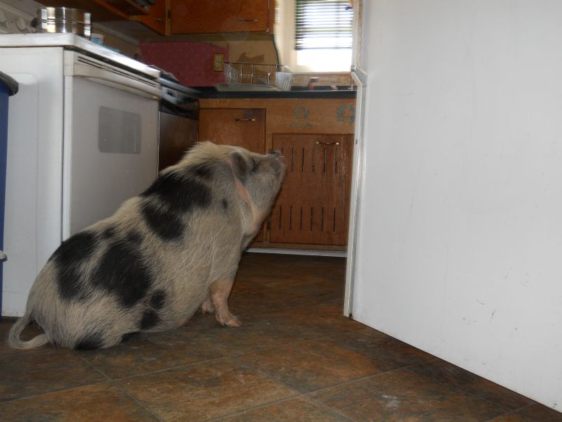 Valentina in the classic 'pig at the open refrigerator' pose.