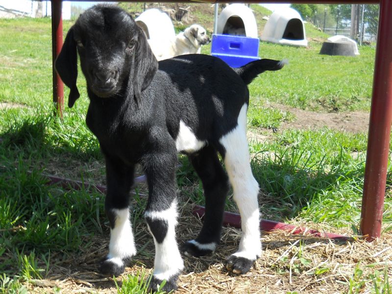 buckling-'Mercury', one day old-SOLD