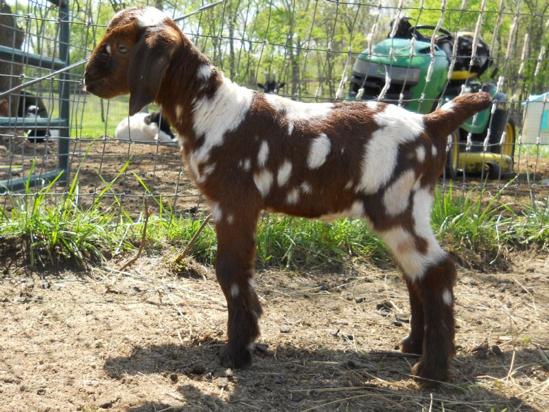 doeling, 'Juliette', one day old-For Sale 1200.00  SOLD to June Higgins, Thank