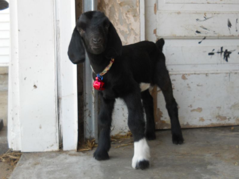 Halle Berry-AKA Boo Berry- AKA Boo, my bottle baby princess at one week