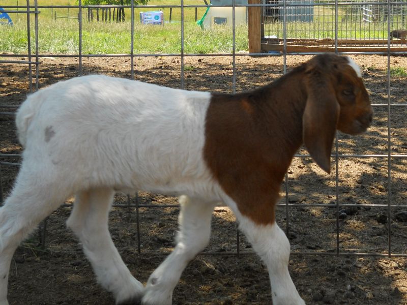 Beefcake at 3 days old-FOR SALE