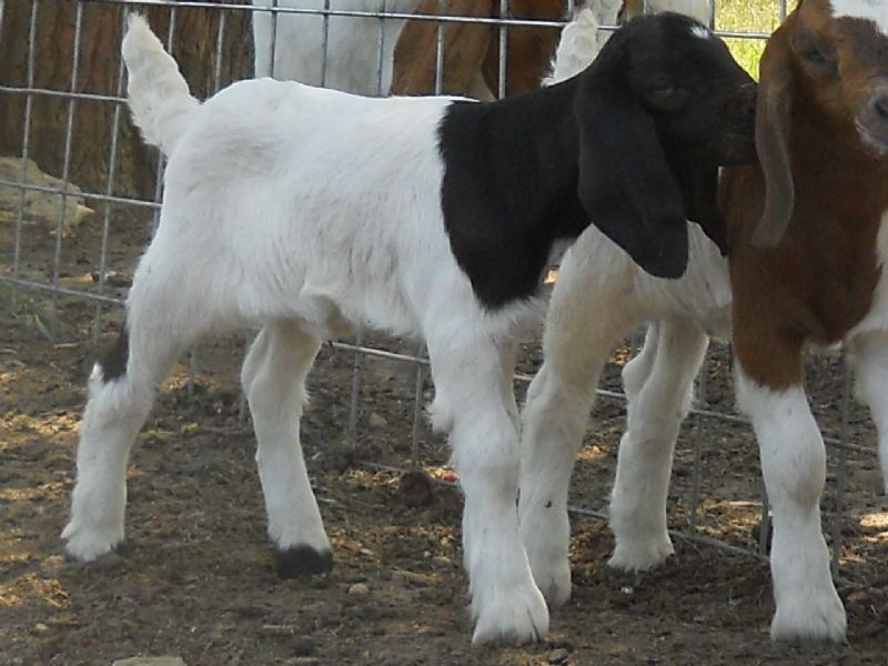 Victoria at 3 days old-FOR SALE