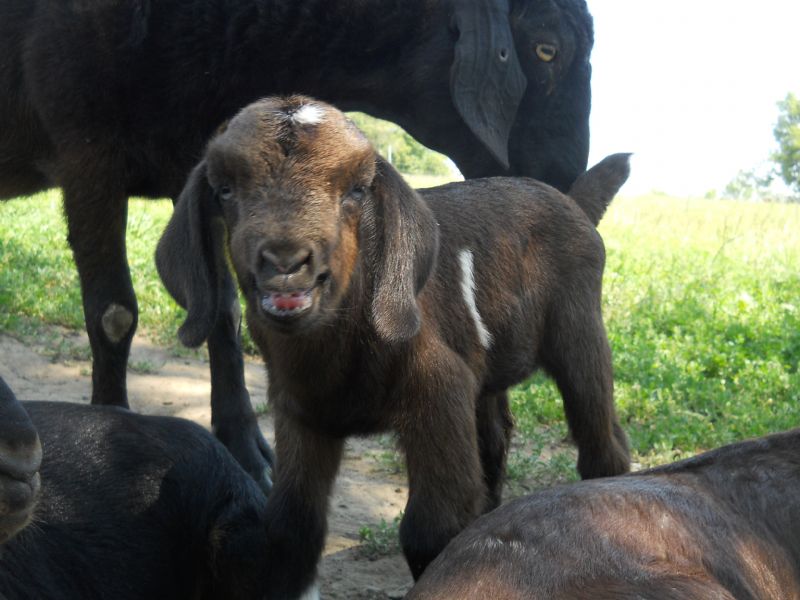 Caliente after nursing- lol -at 3 days old