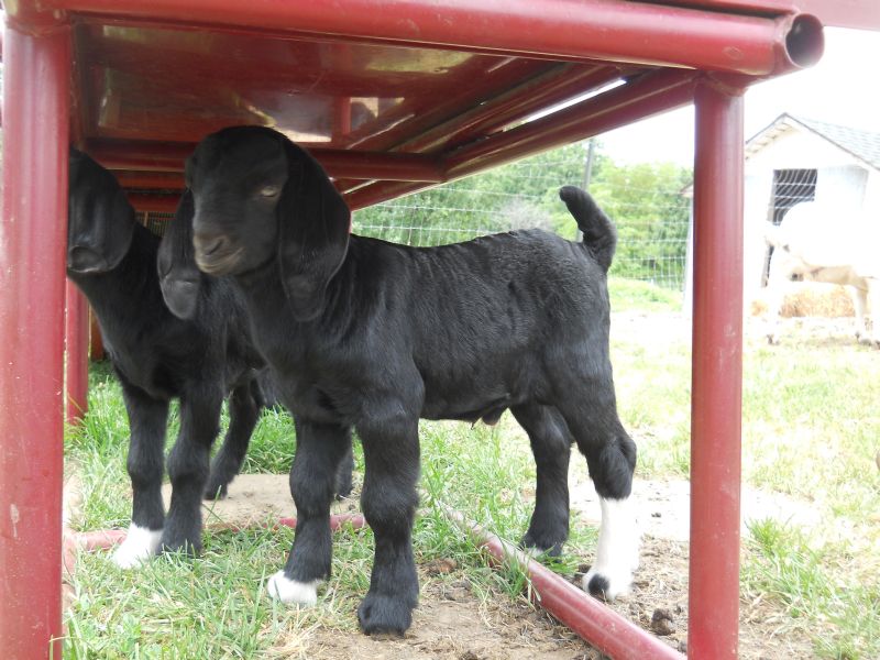 Angus at 1 week old