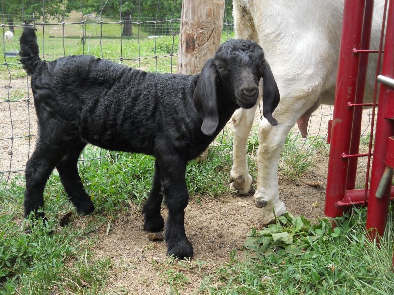 Tansy at one week old-SOLD