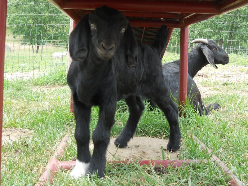 Calypso at one week old