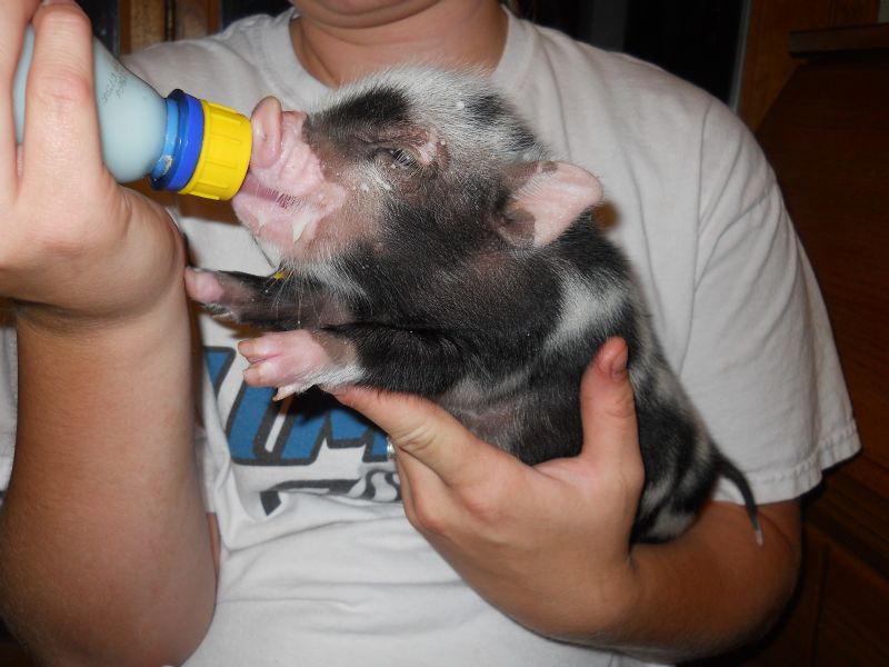 Baby Leonardo