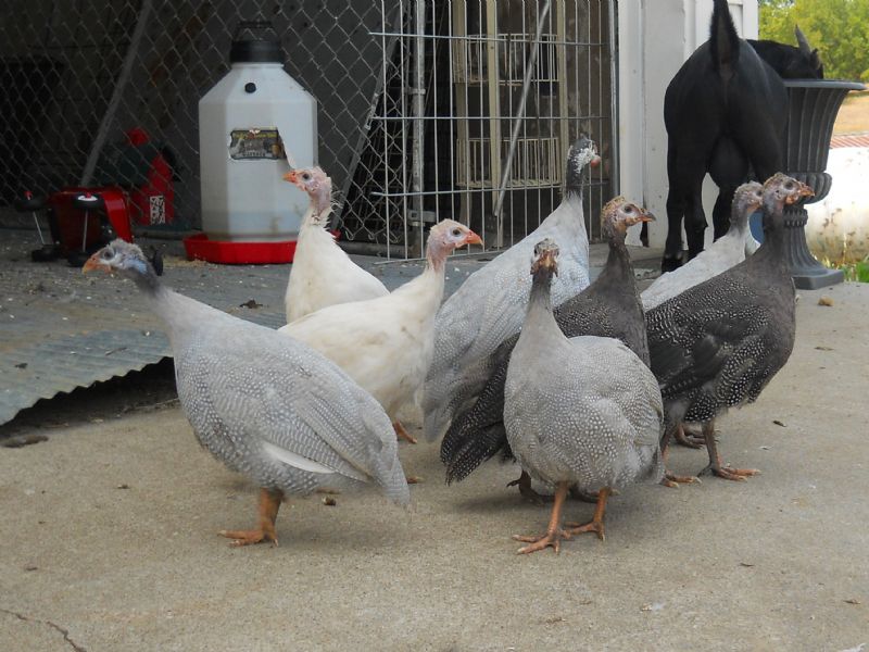 young white, lavender, and royal purple guineas just getting clown faces and horns