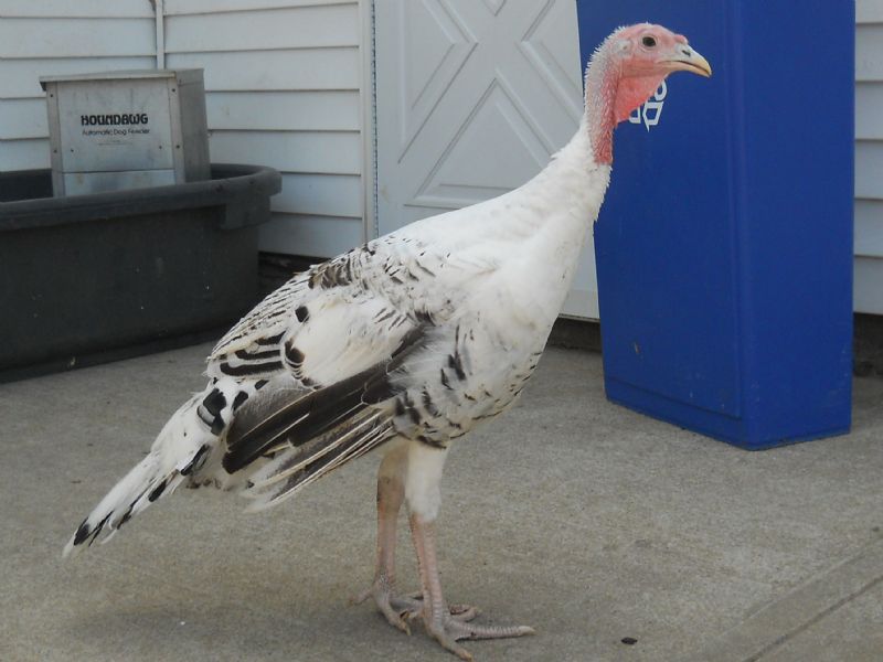 Big Bird, my turkey boy