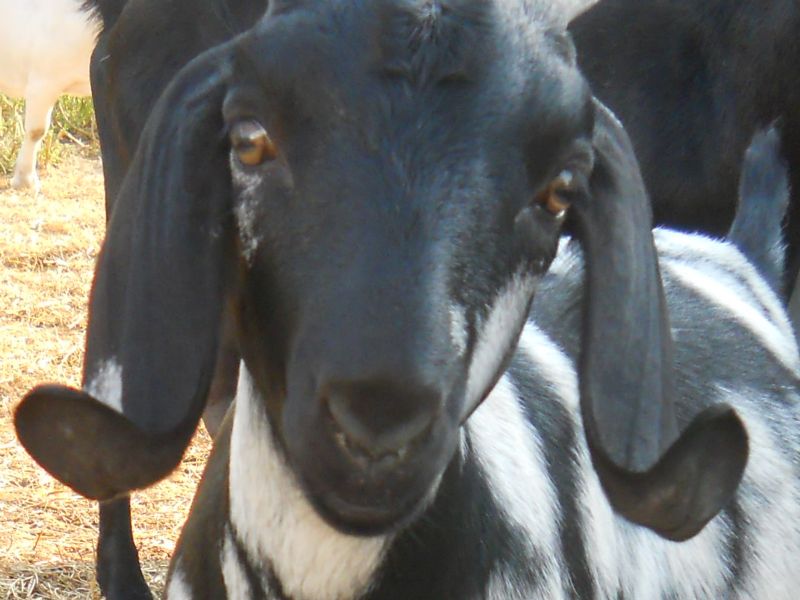 Razz-Ma-Tazz, Rio's 2012 doeling- 'put that camera down and PET me!'