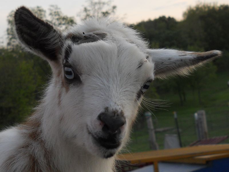 Jupiter - Nigerian Dwarf Goat Buck