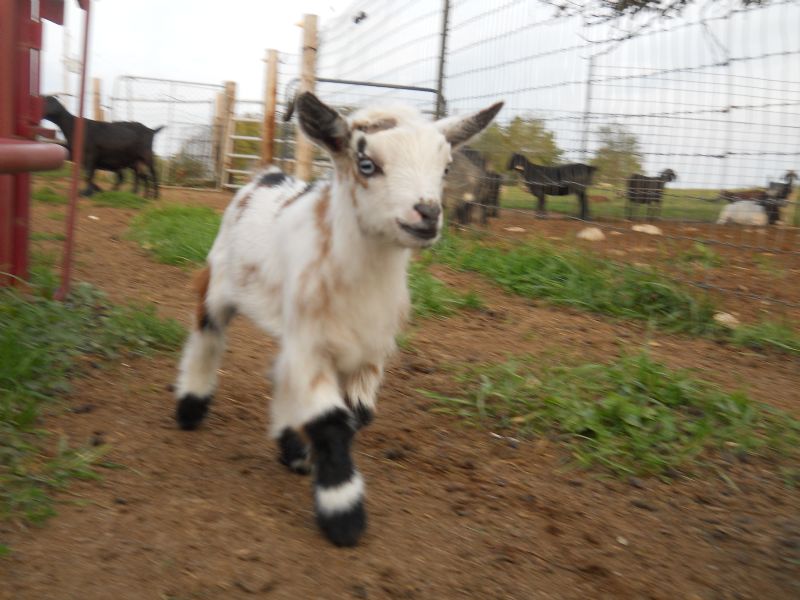 Jupiter - Nigerian Dwarf Goat Buck