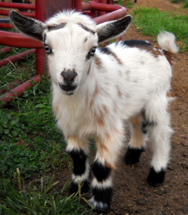 Jupiter - Nigerian Dwarf Goat Buck