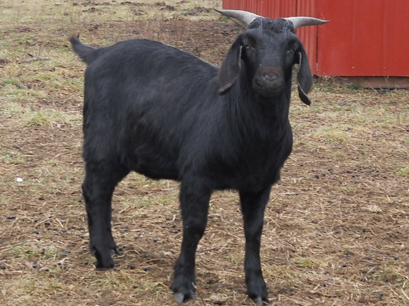 Bagheera at 7 months old. I love his horn set!