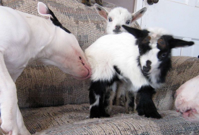 Nigerian Dwarf Goats For Sale in Missouri from Dreamer&#39;s Farm