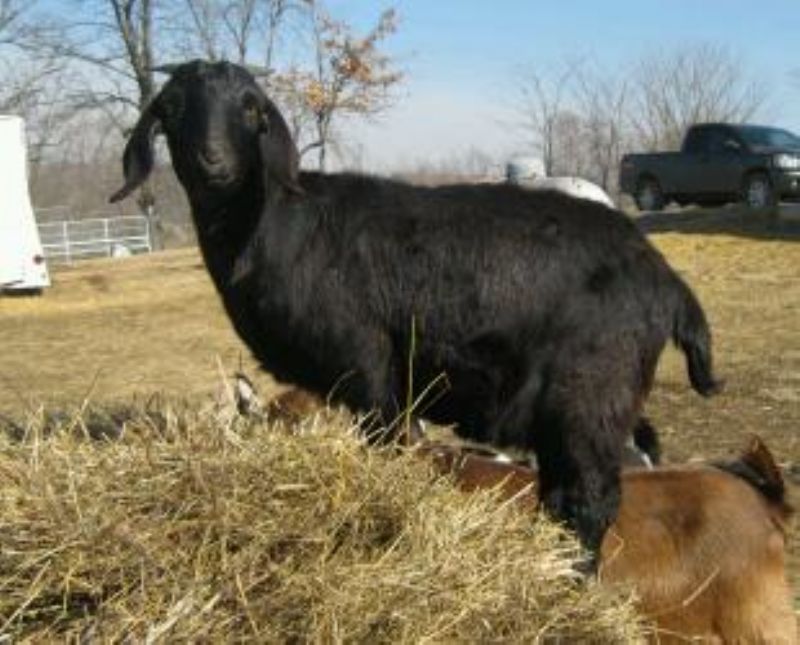 Boer Goats For Sale in Missouri from Dreamer's Farm
