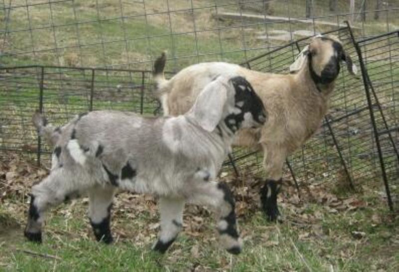 one month and 8 month old boer babies, Anastasia and Silver Belle