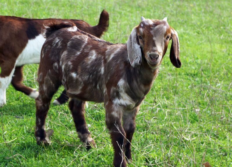 Selena Boer Goat Fullblood Doe