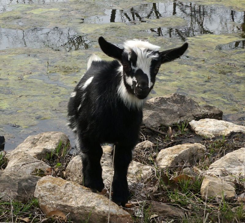 Nigerian Dwarf Goats For Sale in Missouri from Dreamer's Farm