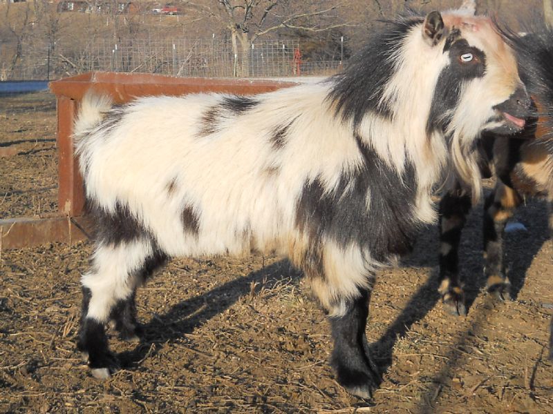 Holloways Sacred Bandido Blu - Nigerian Dwarf Goat Buck