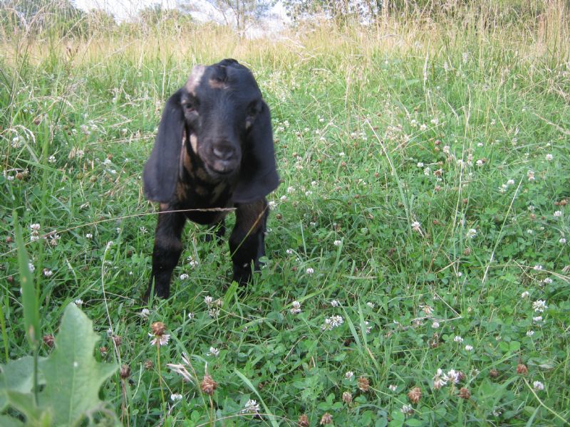 Chocolate Diamond - Boer Goat Fullblood Buck