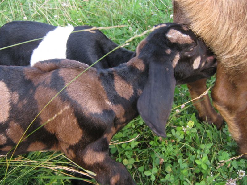 Chocolate Diamond - Boer Goat Fullblood Buck