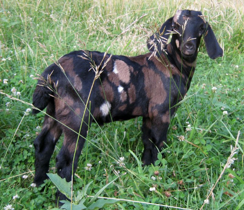 Chocolate Diamond - Boer Goat Fullblood Buck