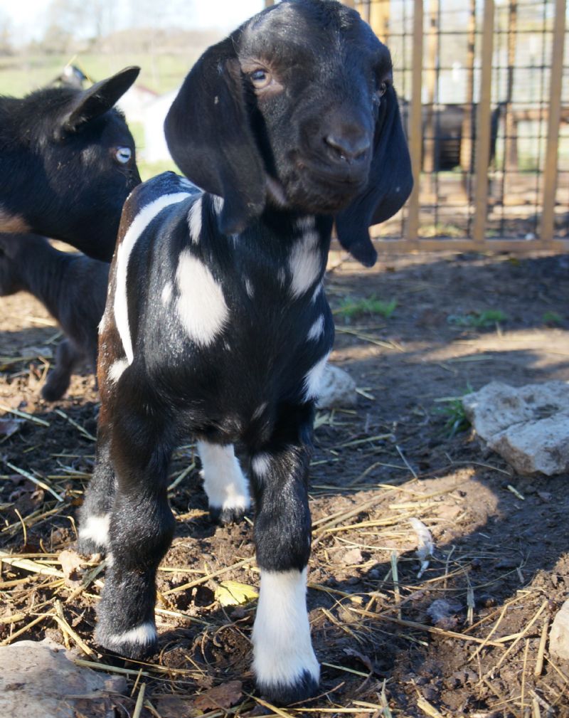 Individual Record at Dreamer's Farm