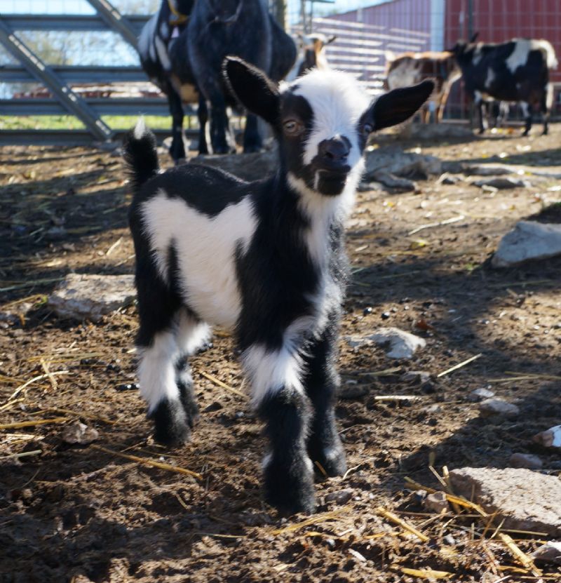 Nigerian Dwarf Goats For Sale in Missouri from Dreamer's Farm