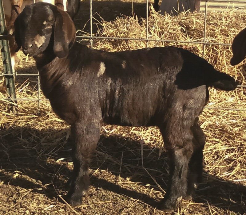 Sahara - Boer Goat Fullblood Doe