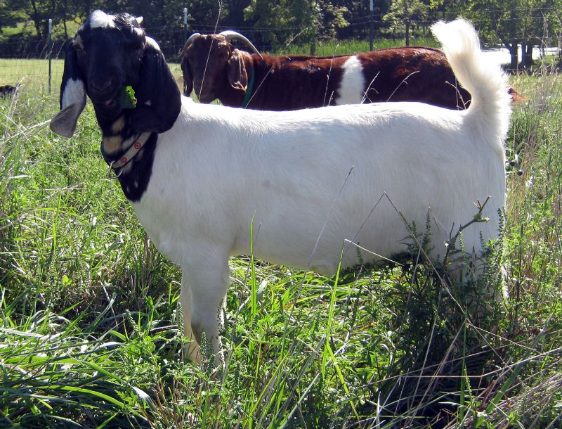 South African Boer Goat Does - Boer Goats