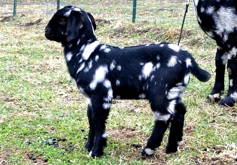 Starlight - Boer Goat Fullblood Doe