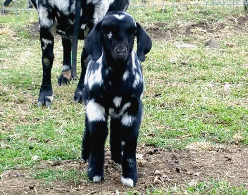 Starlight - Boer Goat Fullblood Doe