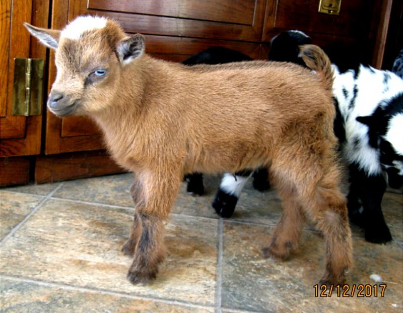 Nigerian Dwarf Goats For Sale in Missouri from Dreamer's Farm