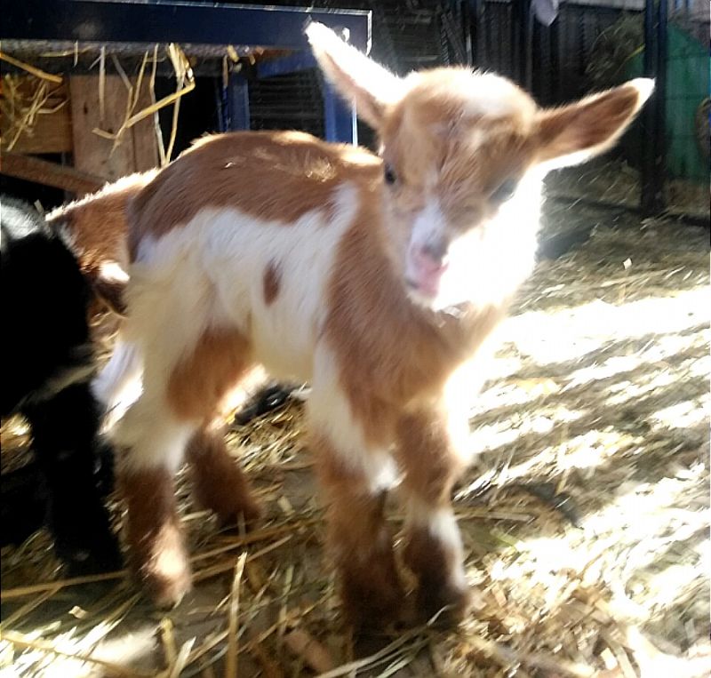 Best of Mature nigerian dwarf buck for sale Black girl giving a blow job