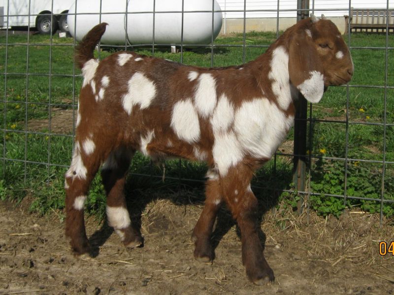 Boer Goats For Sale in Missouri
