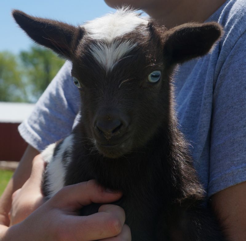 Goats for sale in missouri