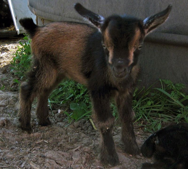 Nigerian Dwarf Goats For Sale in Missouri from Dreamer's Farm