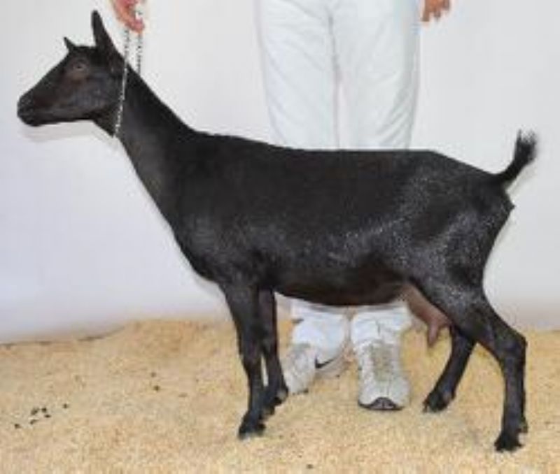 Elmwood Daisy's Aspen - Nigerian Dwarf Goat Doe
