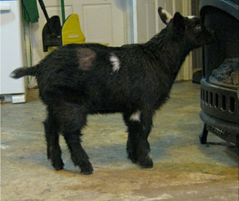Nigerian Dwarf Goats For Sale in Missouri from Dreamer's Farm