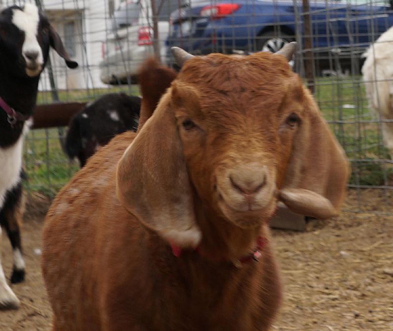 Strawberry - Boer Goat Fullblood Doe