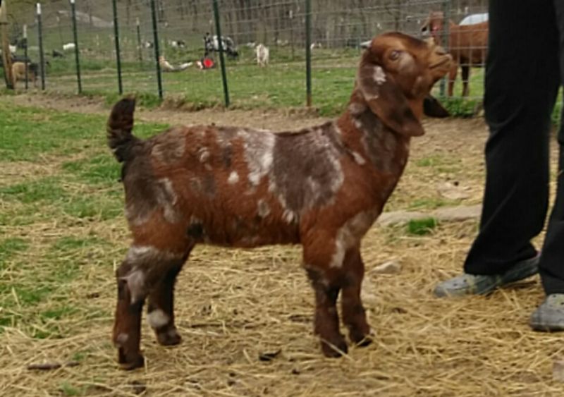 Logan - Boer Goat Fullblood Buck