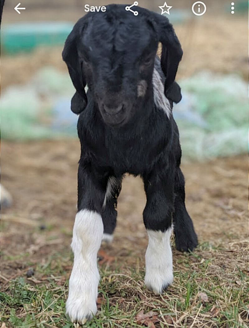 Abalone - Boer Goat Fullblood Doe