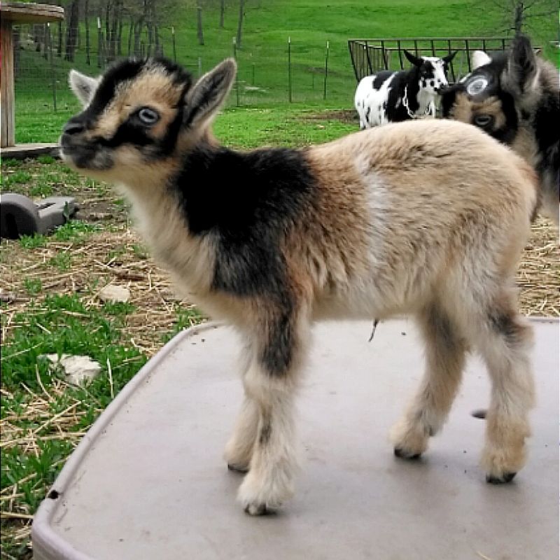 Individual Record at Dreamer's Farm